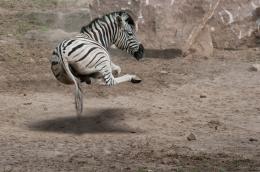 Resting Zebra